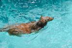 Dog swimming in a pool, water, Ripples, Wet, Liquid, medium dog breed, Wavelets, ADSV01P04_18.1710