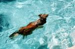 Dog swimming in a pool, water, Ripples, Wet, Liquid, medium dog breed, Wavelets, ADSV01P04_19