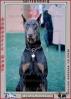 Doberman Pinscher, large dog breed, Police Dog, ADSV01P05_02
