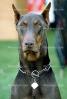 Doberman Pinscher, large dog breed, Police Dog