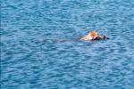 Dog swimming in water, fetching a stick