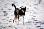 Dog on the Beach, strutting, ADSV01P06_02