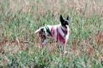Chihuahua wearing a coat, small dog breed, ADSV01P06_12