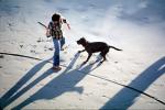 fetch, Dog at a beach, fetching a stick, ADSV01P07_03
