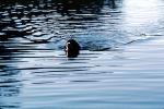 Stow Lake, English Springer Spaniel, Wet Dog, water, pond, lake, swimming, ADSV01P07_09
