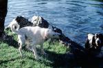 Wet Dog, water, pond, lake, shaking, Stow Lake