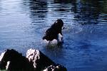Stow Lake, English Springer Spaniel, Wet Dog, water, pond, lake, ADSV01P07_12