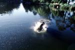 Stow Lake, English Springer Spaniel, Wet Dog, water, pond, lake, ADSV01P07_14