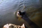 Stow Lake, English Springer Spaniel, Wet Dog, water, pond, lake, ADSV01P07_15.1710