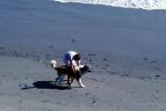 Dog on a Beach, ADSV01P08_15