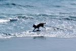 Dog on a Beach, ADSV01P08_16