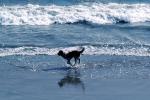Dog on a Beach