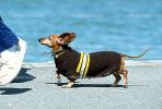 Dachshund, Wiener Dog, small dog breed, ADSV01P09_11.0144