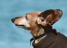 Dachshund, Wiener Dog, small dog breed, ADSV01P09_11B