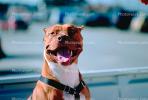 Pit Bull Terrier, ADSV01P10_04.1710