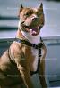 Pit Bull Terrier, ADSV01P10_06