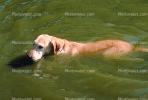 Swimming Dog, ADSV01P10_08.1710