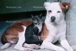 Dog and a Cat Buddies, ADSV01P10_10
