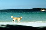 Dog, Beach, Ocean, Sand, ADSV01P10_17