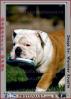 English Bulldog, ADSV01P11_10.0150