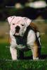 English Bulldog, ADSV01P12_02.1710