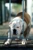 English Bulldog, ADSV01P13_05
