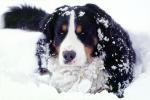 Saint Bernard Dog in the Snow, ADSV01P14_19
