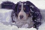 Saint Bernard Dog in the Snow