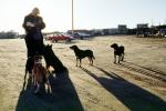 Dogs congergate, Taos New Mexico, ADSV01P15_06