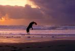 Frisbee Dog, Ocean Beach, Ocean-Beach, ADSV01P15_08.1710