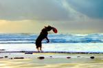 Frisbee Dog, Ocean Beach, Ocean-Beach, ADSV01P15_08B
