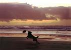 Frisbee Dog, Ocean Beach, Ocean-Beach, ADSV01P15_09