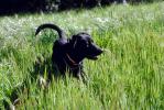 Dog in the Grass, ADSV01P15_13.1710