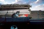 Dog on a pick-up truck, ADSV02P01_04