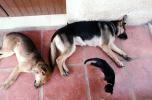 Sleeping Dogs, Cat, German Shepherd