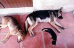 Sleeping Dogs, Cat, German Shepherd, ADSV02P03_02