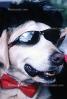 Funny dog wearing sunglasses