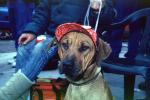 Funny Dog wearing a bonnet, hat, cap, ADSV02P04_05