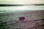 Suzy Creamcheese, Puppy, Pacific Ocean, Beach, Waves, terrier