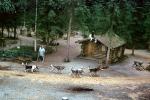 Husky, Huskies, log cabin, sleds, sod roof, building, ADSV02P05_14