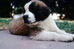 Saint Bernard Puppy, ADSV02P06_08