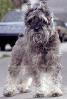 Scottish Terrier, ADSV02P08_02B