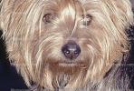 Yorkshire Terrier face, ADSV02P08_06B