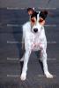 Jack Russell breed, Terrier
