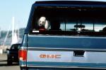 Poodle in a GMC pick-up truck, ADSV02P09_07
