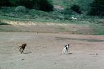 Dogs Chasing a Bird, ADSV02P09_18
