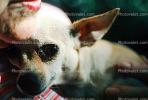 chihuahua, small dog breed, ADSV02P12_13