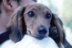 Dachshund, Wiener Dog, small dog breed, ADSV02P12_17