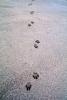 Dog Footprints, ADSV02P13_02