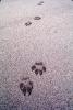 Dog Footprints, ADSV02P13_03